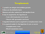  Toxoplasmosis 