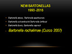New Bartonellas
