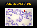 Coccus like forms