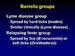 Borrelia groups