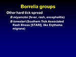  Borrelia groups 