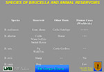 Species of Brucella