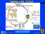 Taenia Life Cycle
