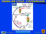 Taenia Life Cycle