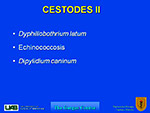  Cestodes II