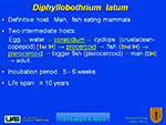 Dyphillobothrium latum
