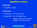 Dipylidium caninum 