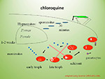  Chloroquine 