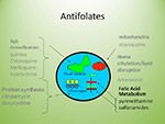 Antifolates