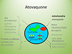 Atovaquone
