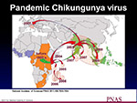  Chikungunya pandemic 