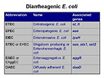 Diarrheagenic E coli