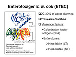 Enterotoxigenic E coli