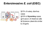 Enteroinvasive E coli
