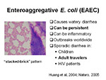 Enteroaggregative E coli