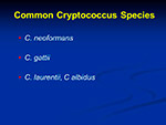 Common Cryptococcus