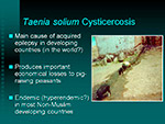 Taenia solium