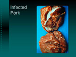 Infected Pork