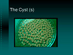 The Cyst
