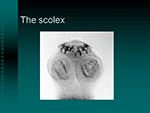 The scolex