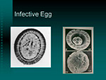 Infective Egg