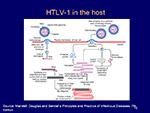  HTLV1  in the host