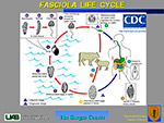Fasciola Life Cycle