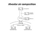 Alveolar air composition