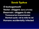  Scrub Typhus 