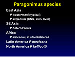 Paragonimus species