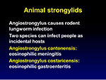 Animal strongylids