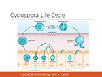  Cyclospora 