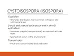 Cystoisospora