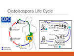  Cystoisospora 