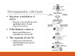  Microsporidia 