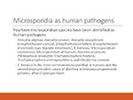  Microsporidia 