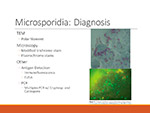  Microsporidia 