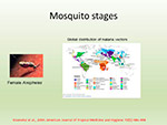 Mosquito stage