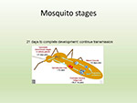  Mosquito stage 