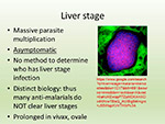 Liver stage