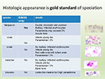 Histological appearance