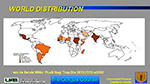  World Distribution 