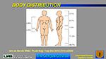 Body Distribution