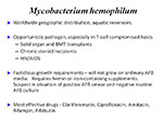  Mycobacterium  hemophilum
