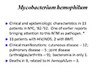  Mycobacterium  hemophilum 
