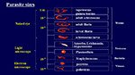 Parasite sizes