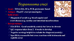 Trypanosoma cruzi