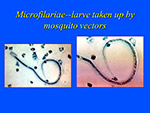Microfilariae larve