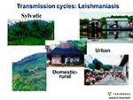 Transmission cycles