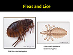  Fleas and Lice